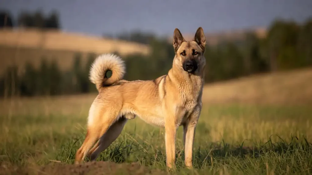 How to Identify a Purebred Anatolian