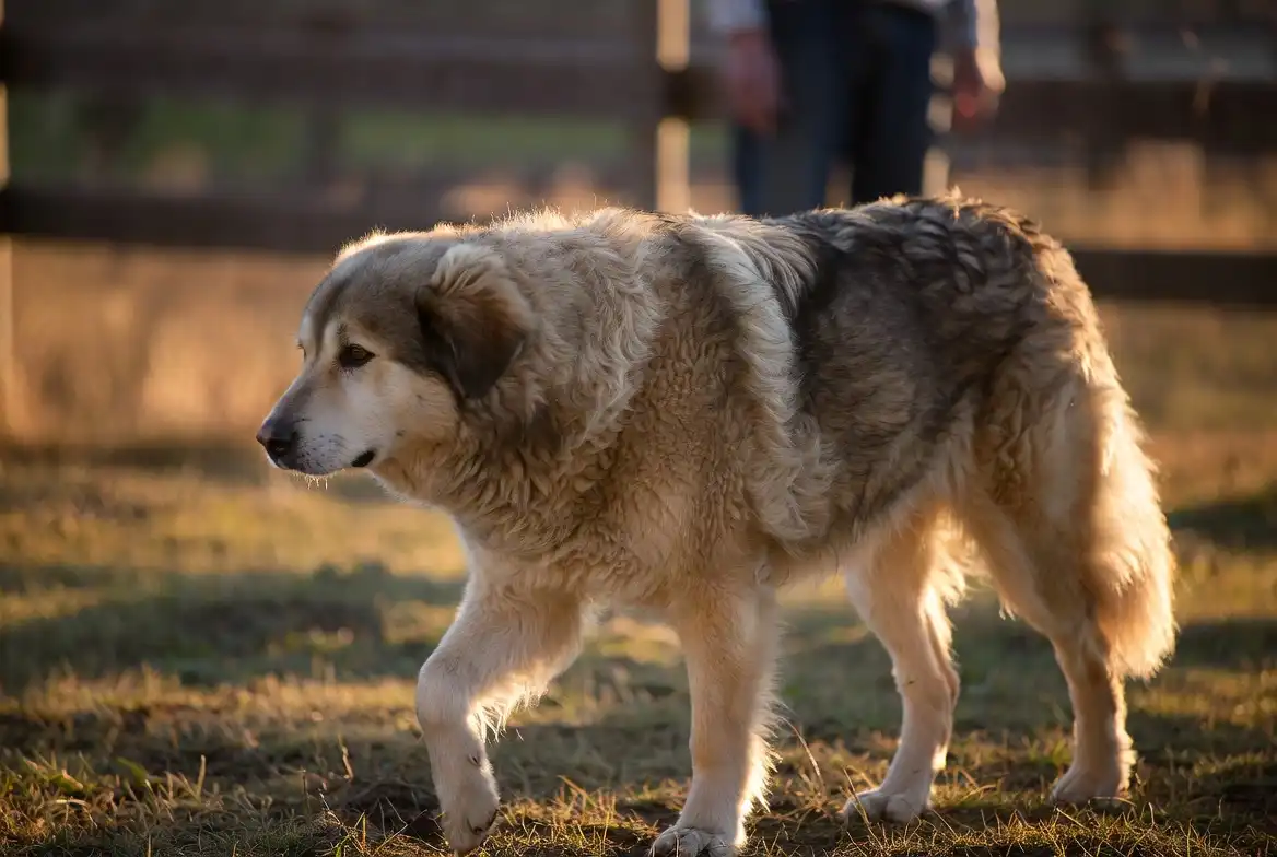 Anatolian Shepherd Joint Health Tips